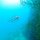 Rotfeuerfisch im freisen Wasser neben der Riffwand